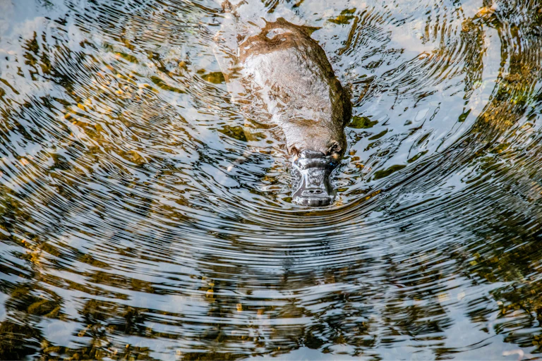 A platypus swims in some water