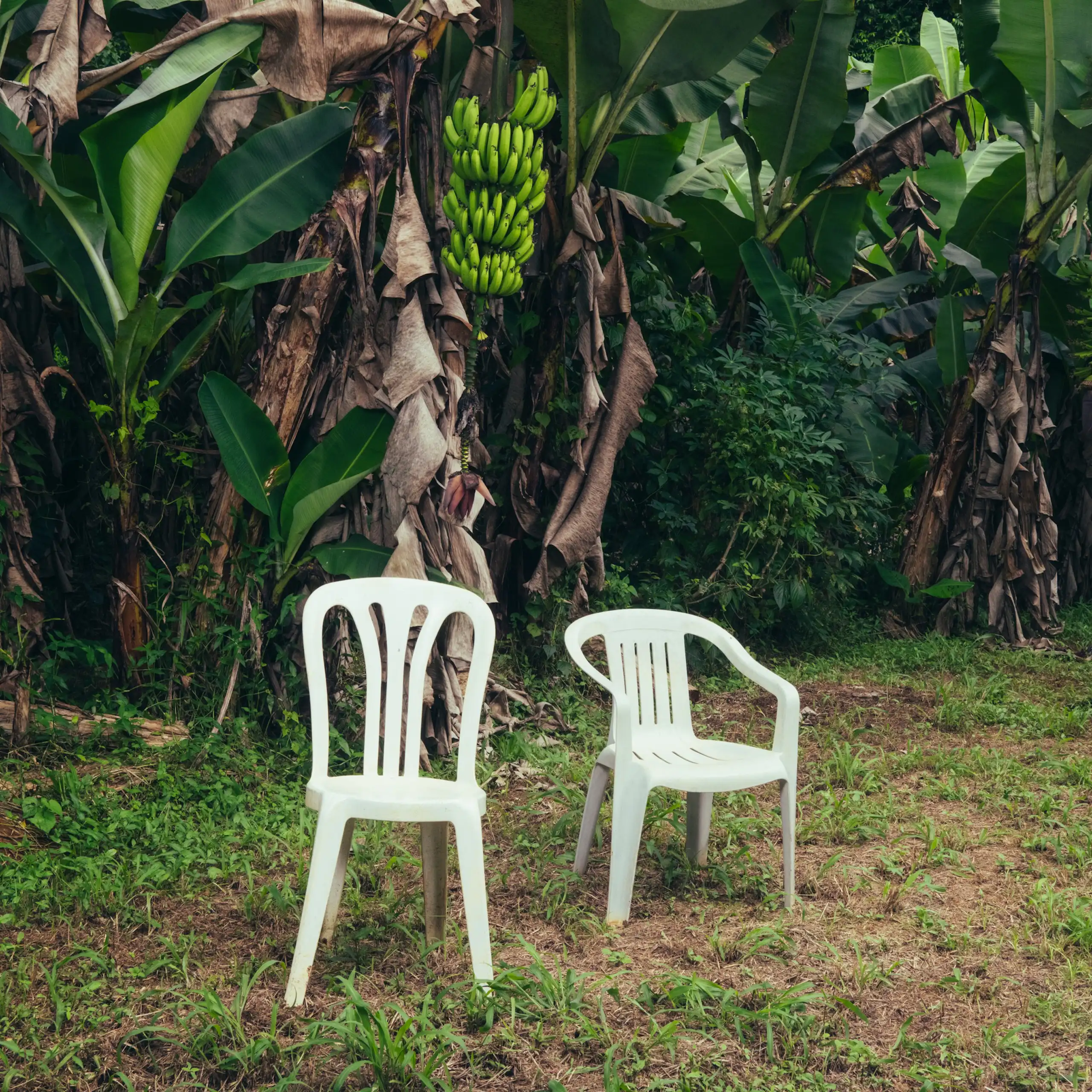 Dos sillas blancas de plástico en medio de un paisaje verde.