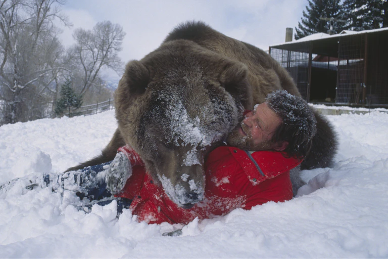 A bearded man wrestles with a large, brown bear in the snow.