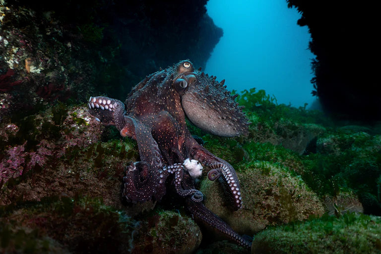 An octopus hiding amongst the seaweed on the Wellington South Coast