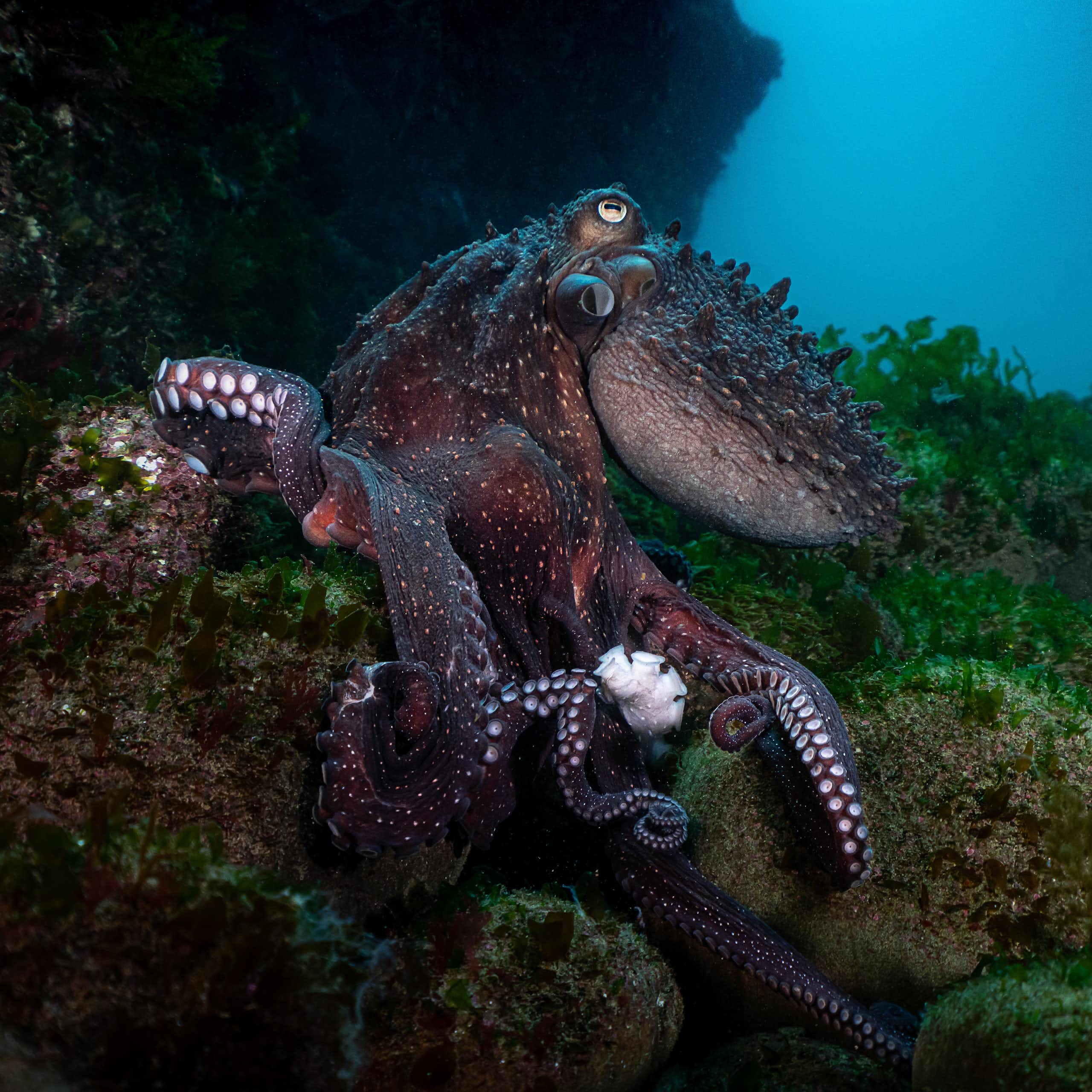 An octopus hiding amongst the seaweed on the Wellington South Coast
