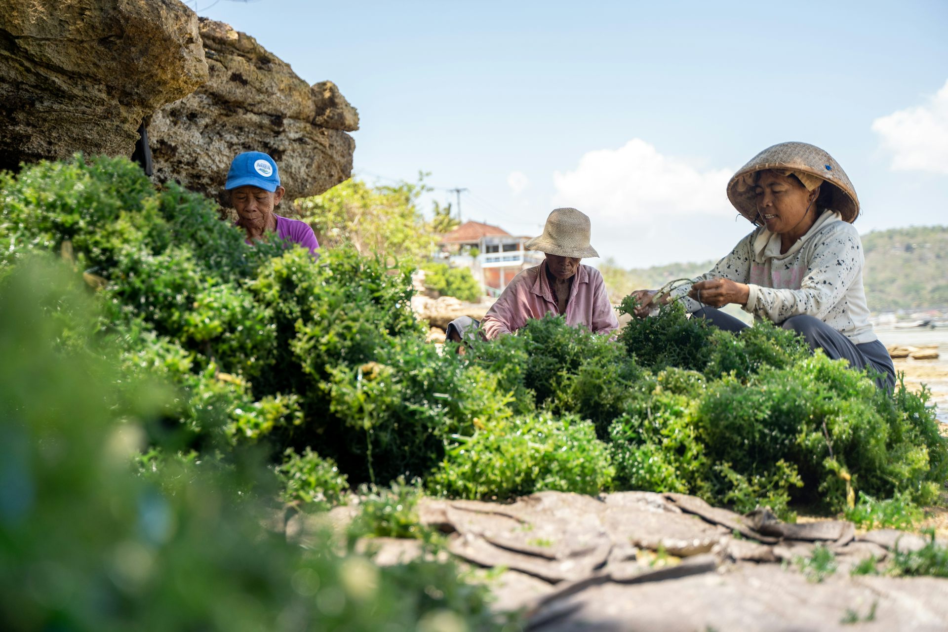 Potensi komoditas rumput nasional amat besar. Tapi terhalang regenerasi