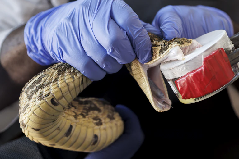 A person with gloved hands holding a snake as it bites into a container