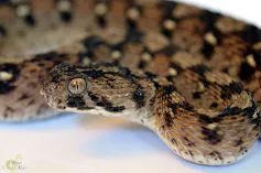 A snake