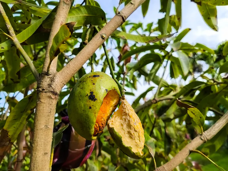 Manusia bisa terinfeksi virus Nipah akibat mengonsumsi buah bekas kelelawar yang membawa virus tersebut.