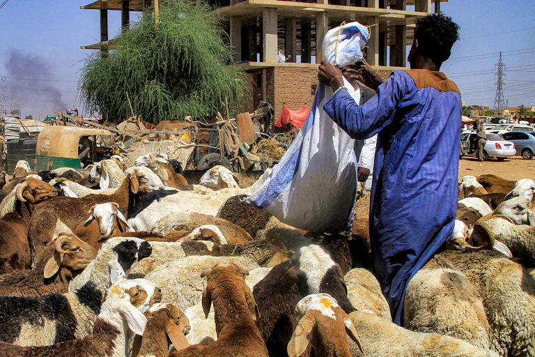 A man pouring out feed from a sack among a flock of goats
