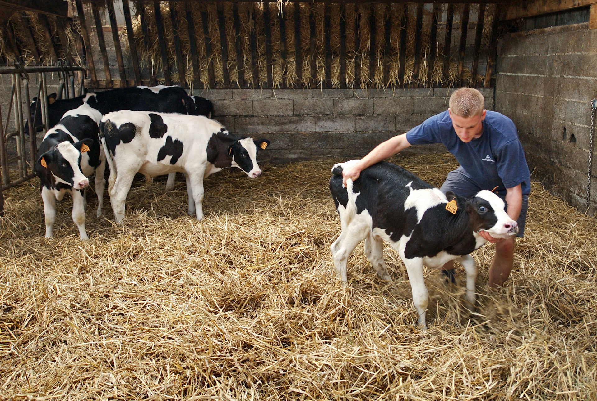 Stagiaire d'un lycée agricole dans une exploitation laitière.