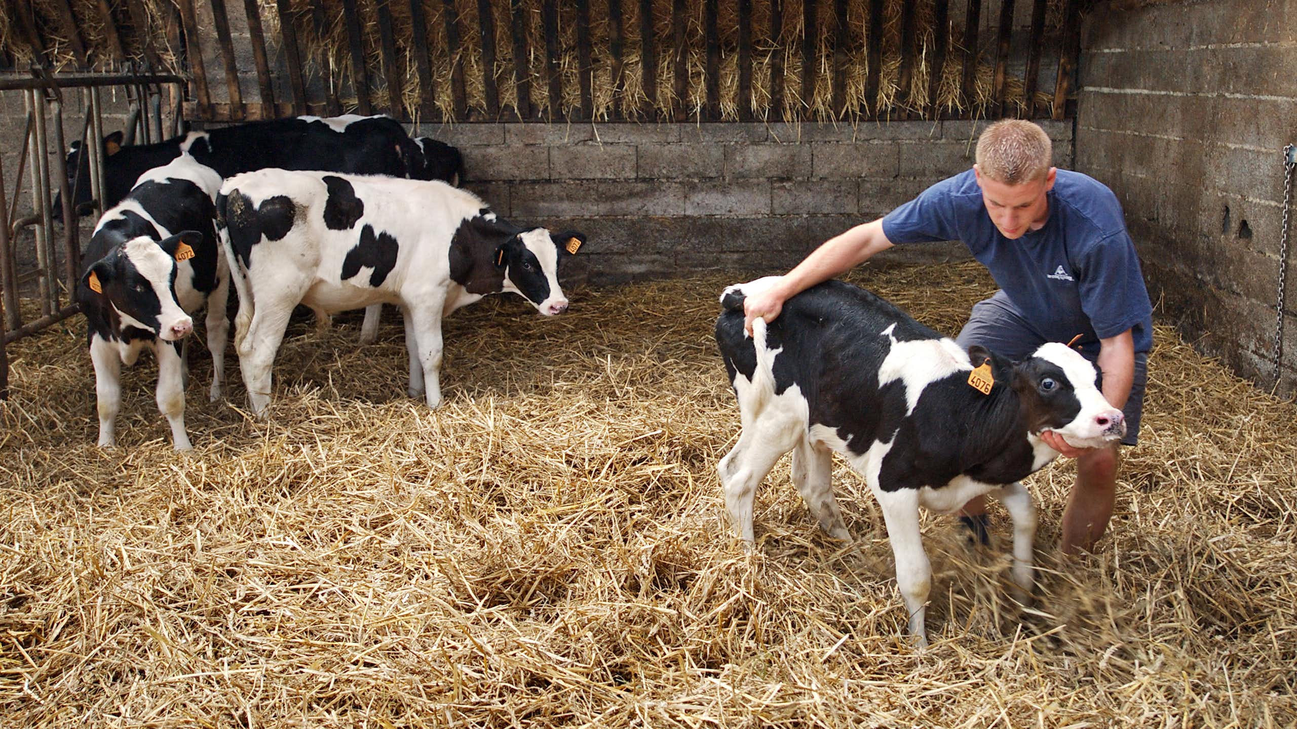 Stagiaire d'un lycée agricole dans une exploitation laitière.