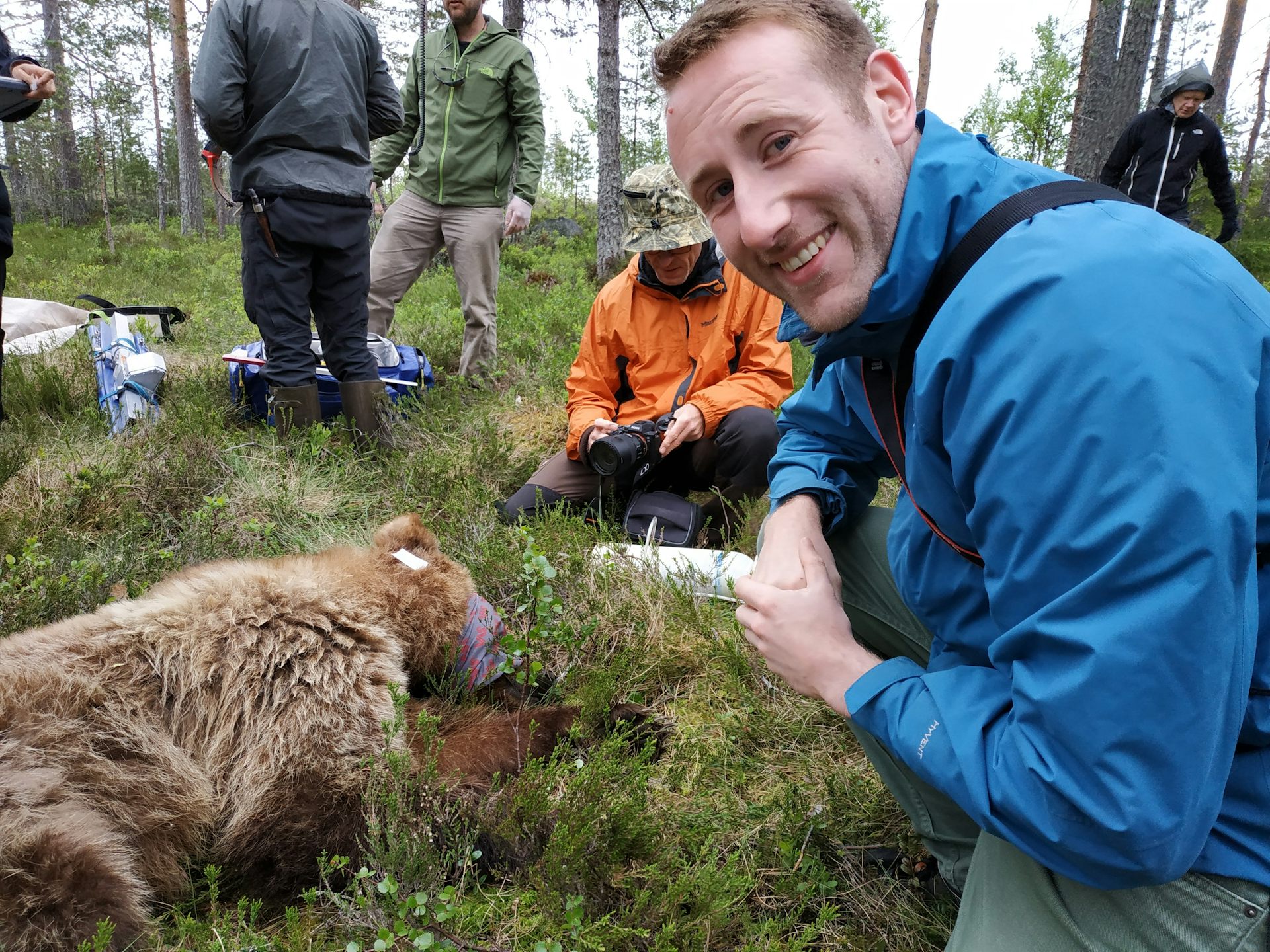 The author with an anaesthetised brown bear.