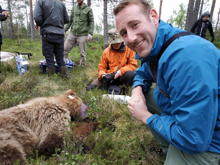 The author with an anaesthetised brown bear.