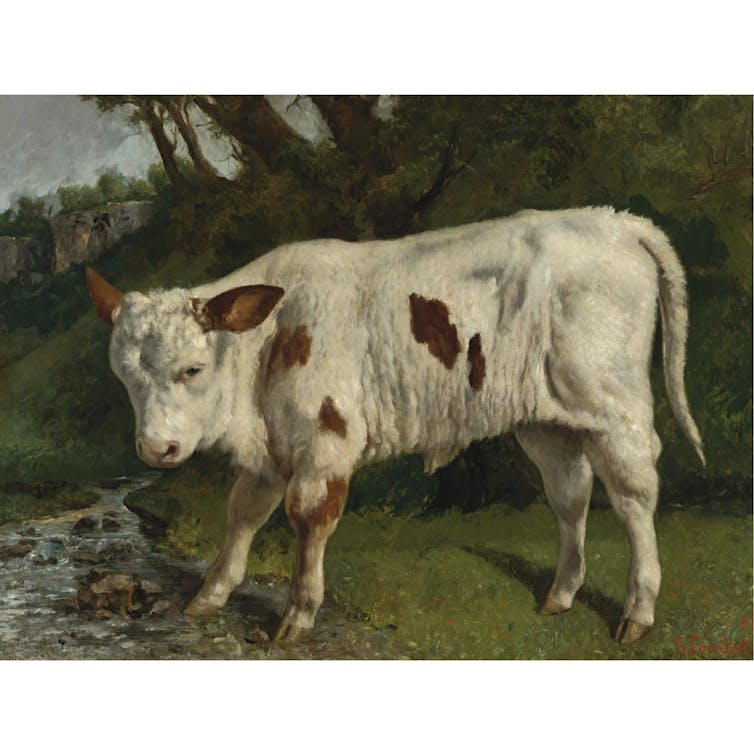 Un veau de la race Montbéliarde peint par Gustave Courbet, en 1873 à Chassagne-Saint-Denis, dans le Doubs, département d’origine de l’artiste