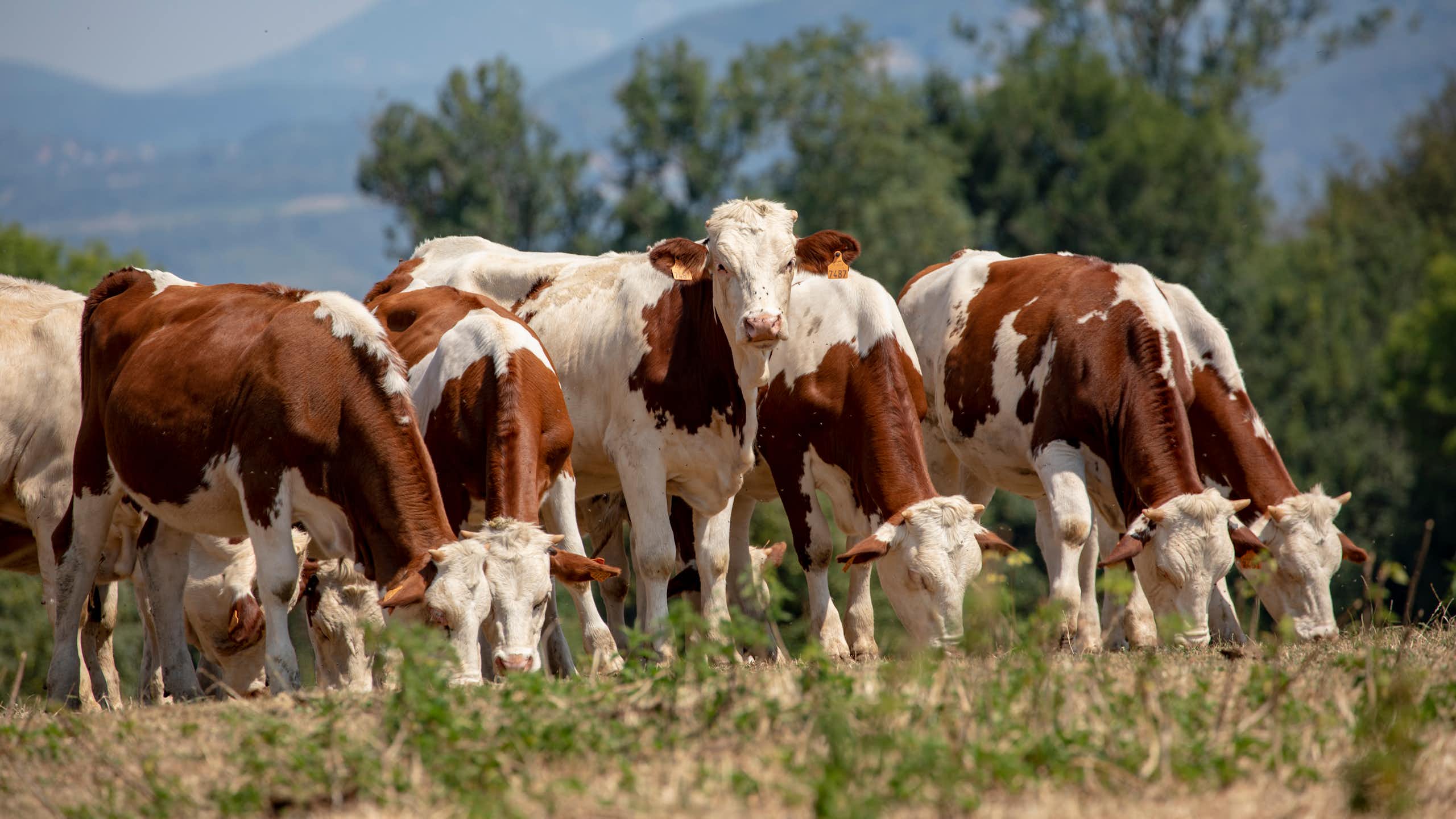 troupeau de jeunes montbéliardes dans un champ