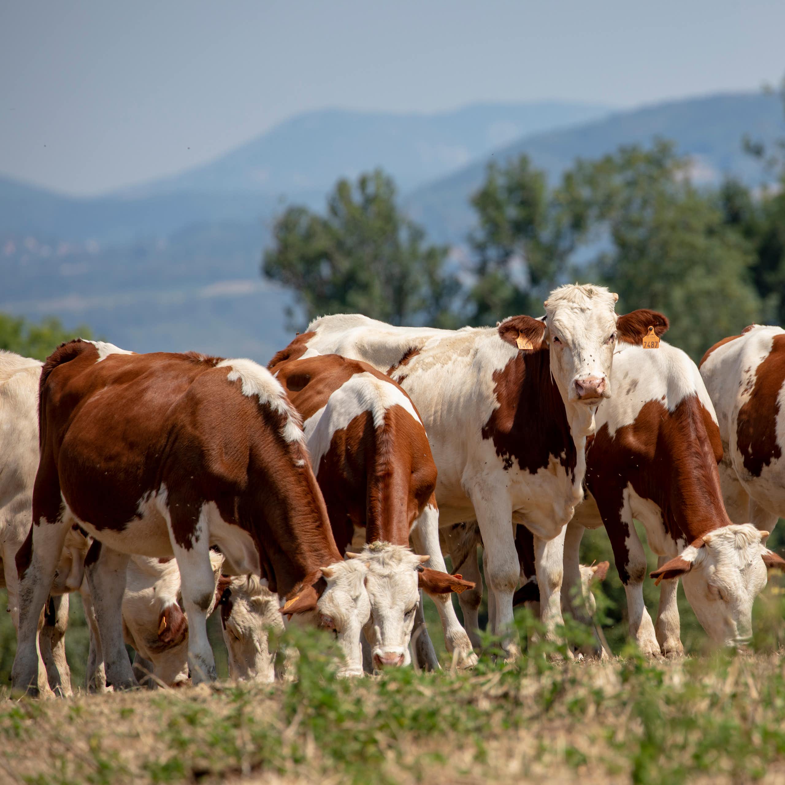 troupeau de jeunes montbéliardes dans un champ