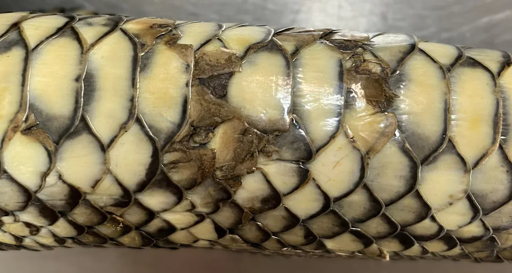 We discovered lethal new fungal diseases in wild Australian reptiles ...