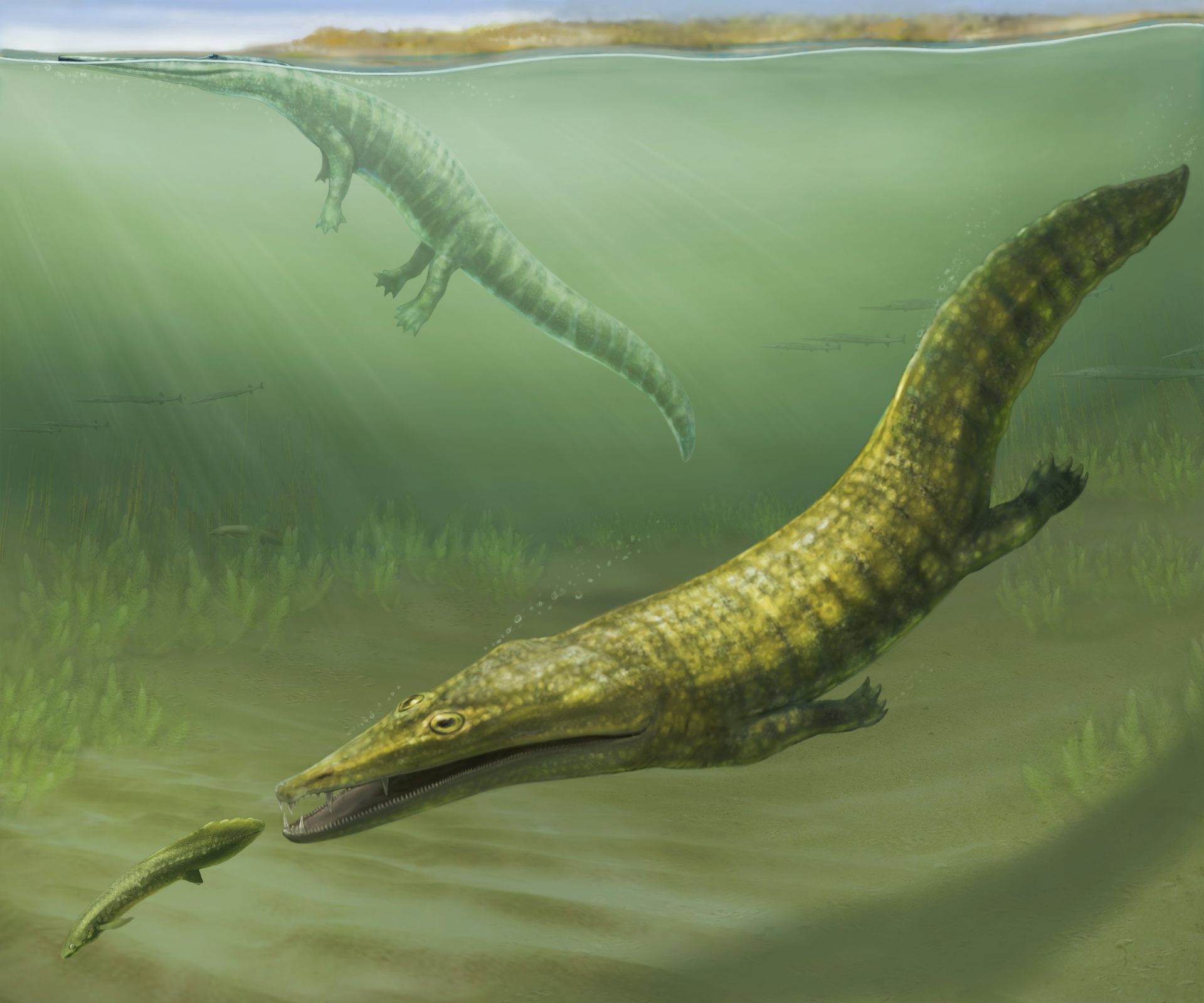 250 million-year-old amphibian fossils from Australia reveal global spread of ‘sea-salamanders’