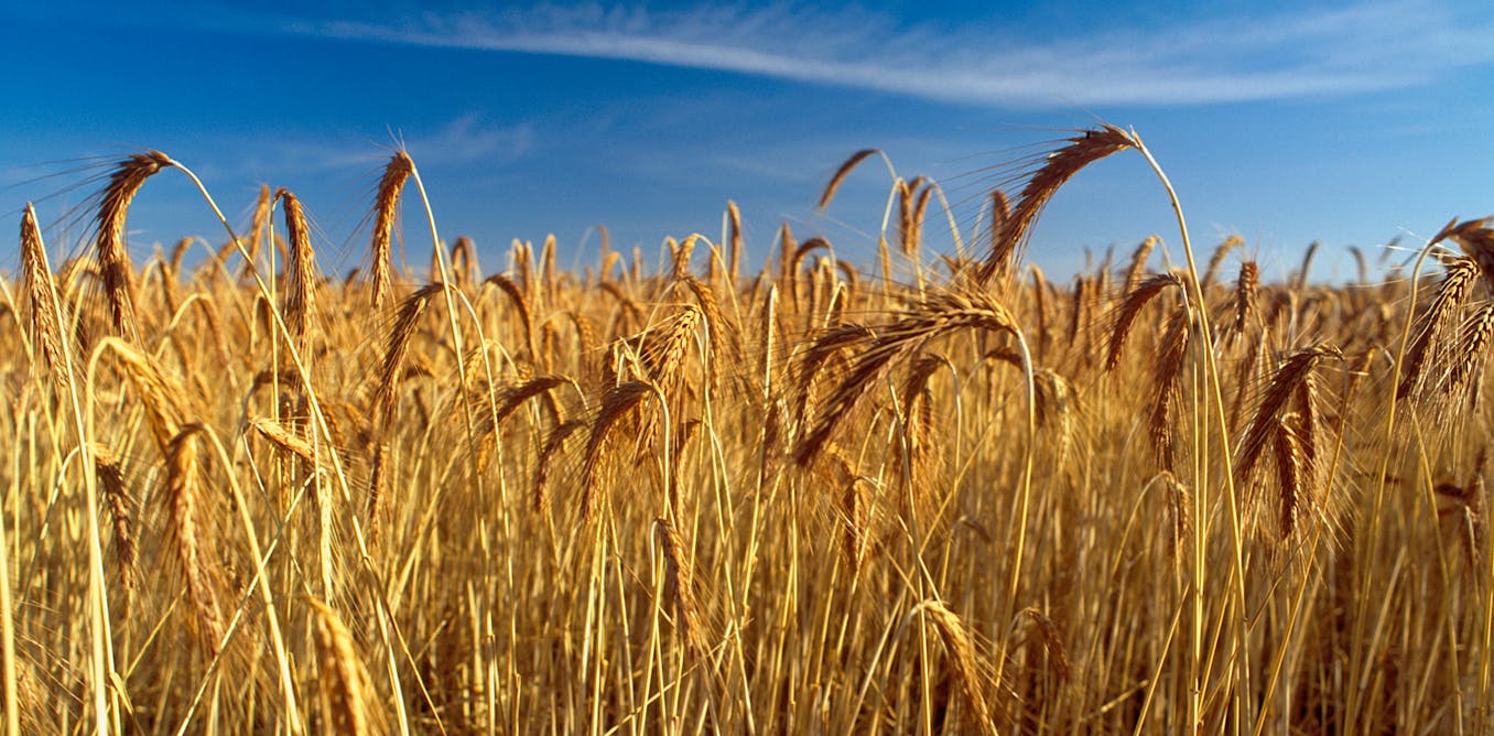 Intense heatwaves directly threaten crops and native species. Here’s what we can do Intense heatwaves directly threaten crops and native species. Here’s what we can do