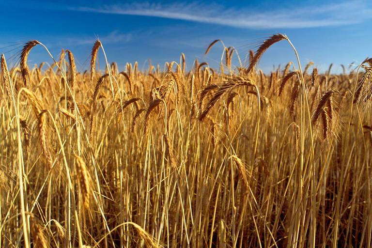 wheat crop ready to harvest, golden stalks blue sky.