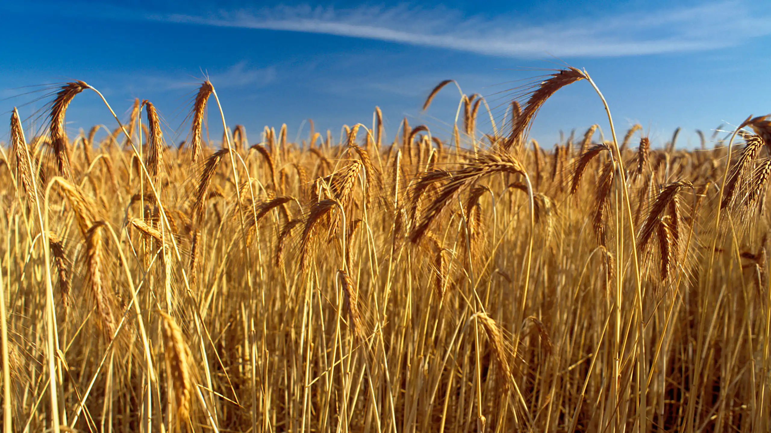 wheat crop ready to harvest, golden stalks blue sky.