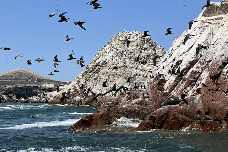 Des oiseaux sur un îlot.