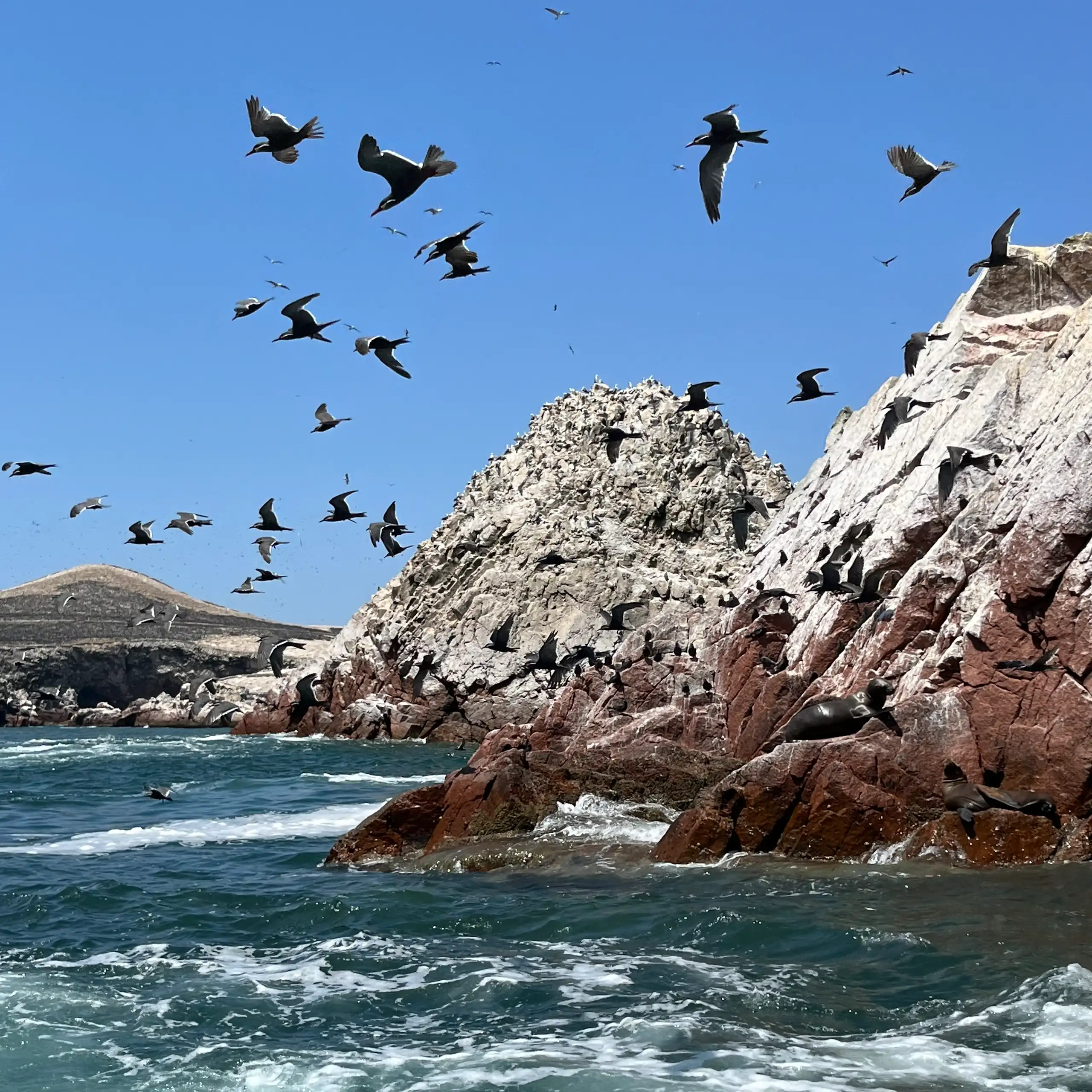 Des oiseaux sur un îlot.