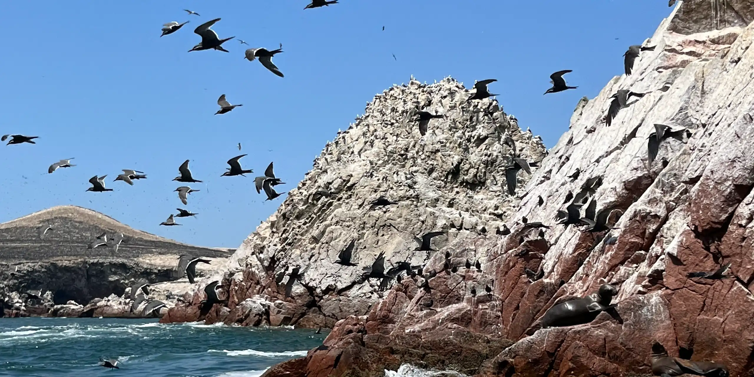 Des oiseaux sur un îlot.