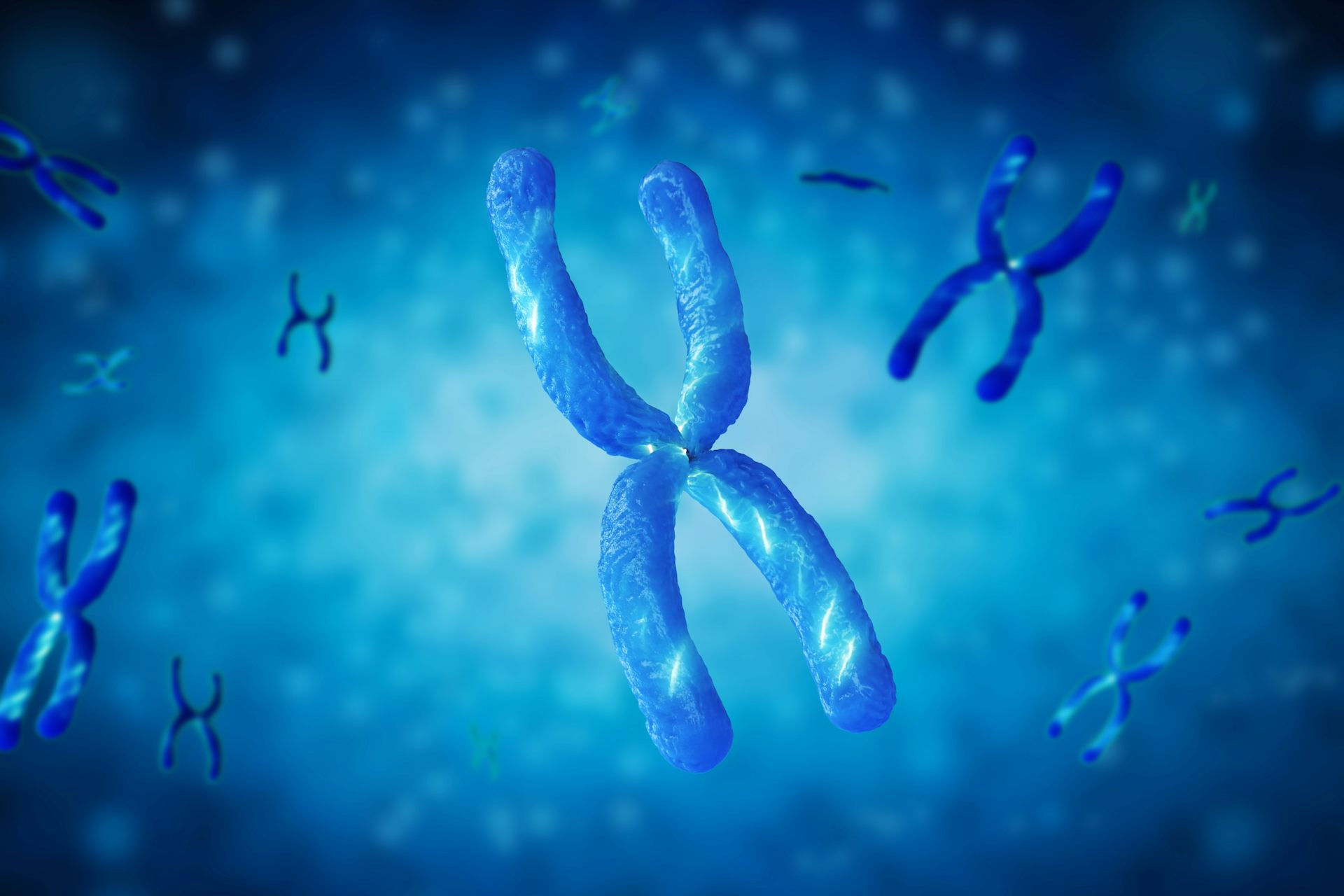 A digital drawing of the X chromosome.