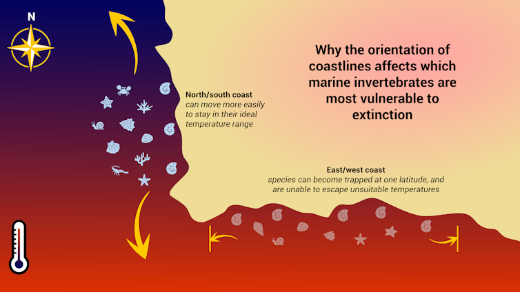 Diagram of coastlines showing why north-south coasts have less extinction risk