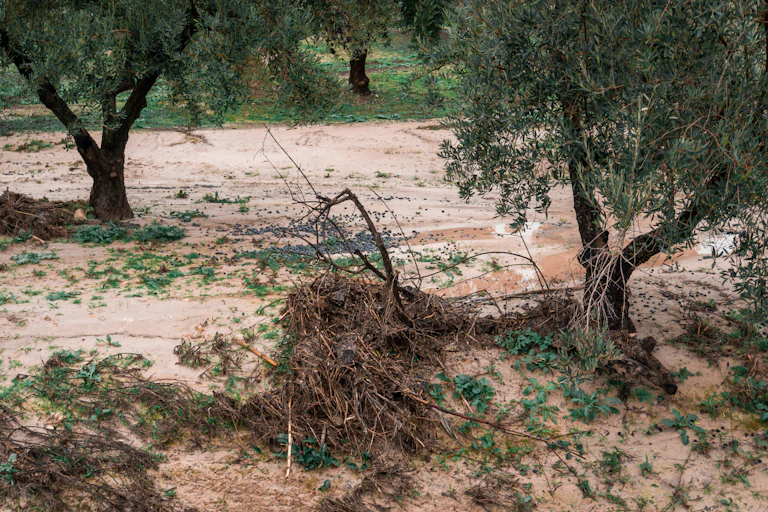 Olivos en un terreno mojado con restos de vegetación arrastrada por el agua