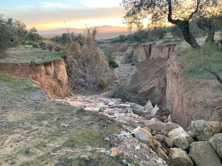 Profundo surco en el terreno en un olivar