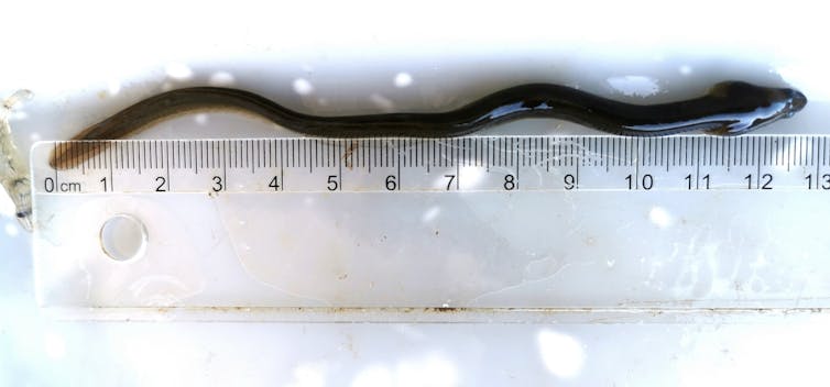 España seguirá cazando anguilas hasta su extinción 2 file 20260217 66 qv9nga.jpg?ixlib=rb 4.1