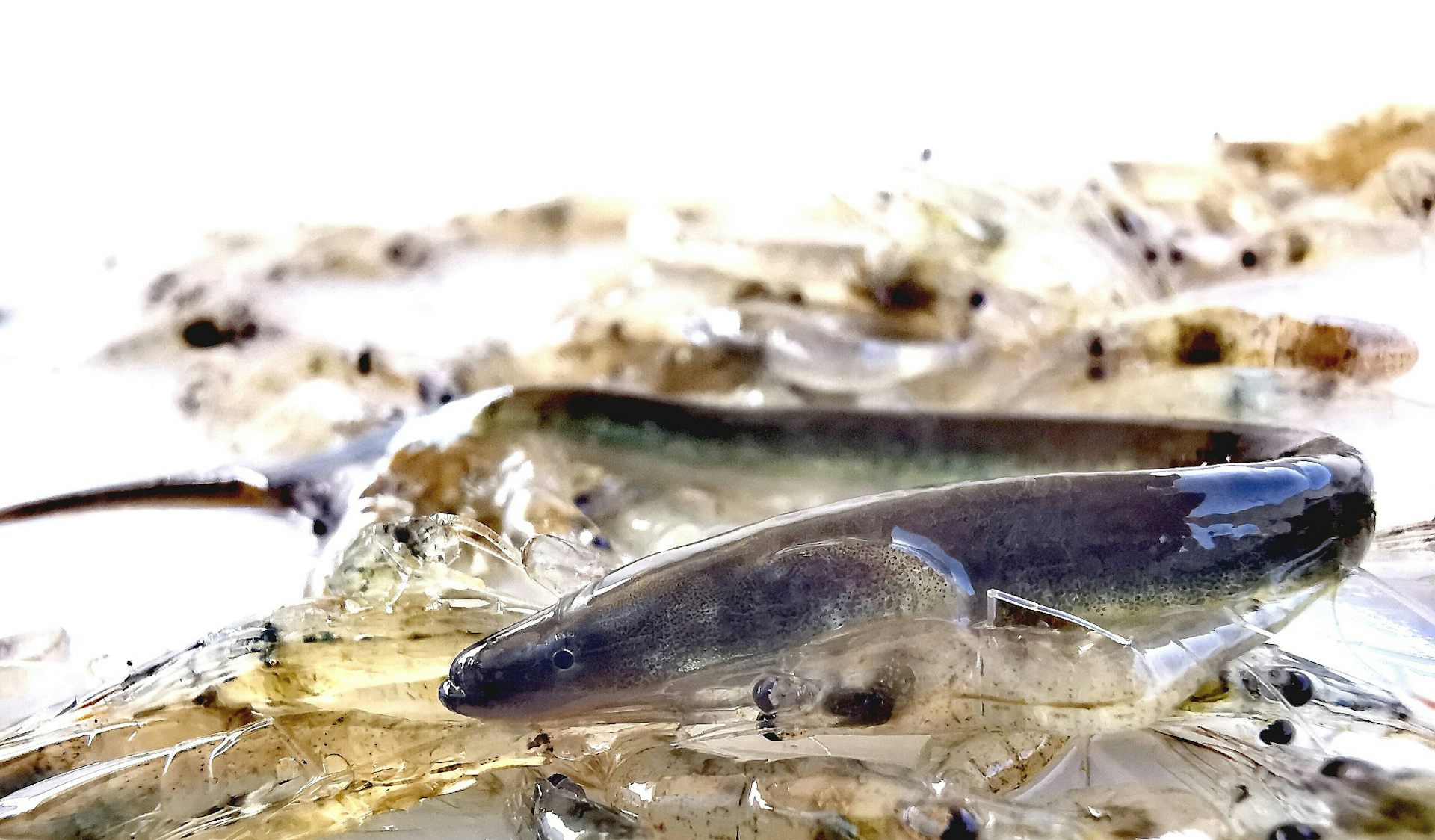 file 20260217 56 xvqefz.jpg?ixlib=rb 4.1