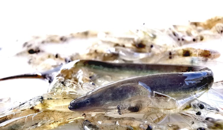 España seguirá cazando anguilas hasta su extinción 1 file 20260217 56 xvqefz.jpg?ixlib=rb 4.1