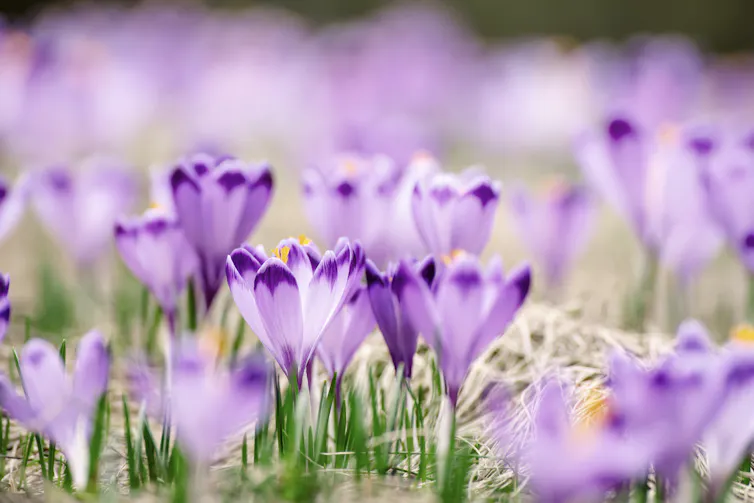 Purple crocuses blooming in lawn.