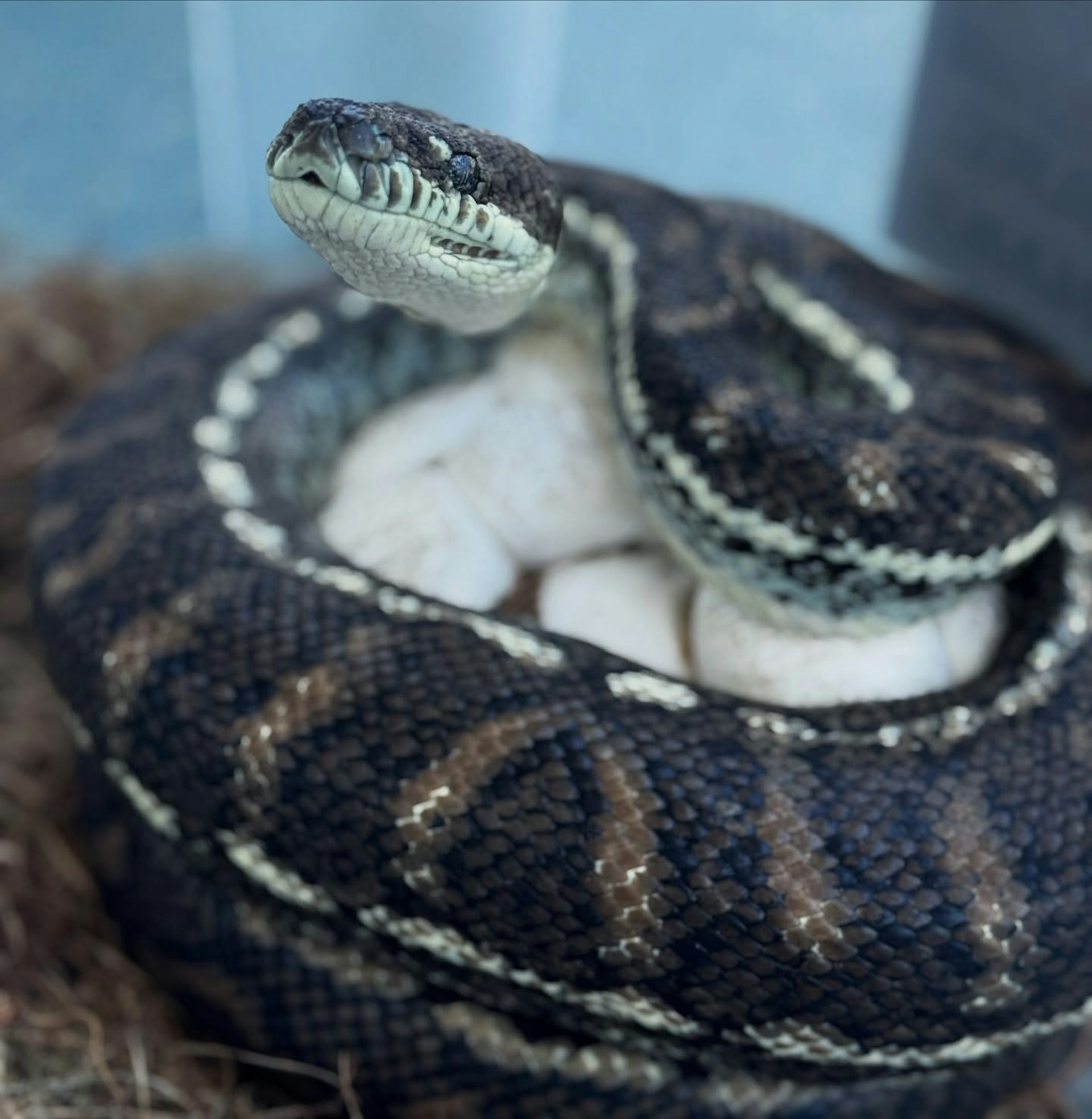 We discovered lethal new fungal diseases in wild Australian reptiles. It’s time to act fast