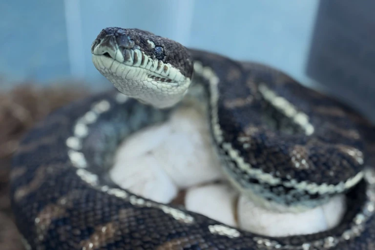 A coastal carpet python wrapped around a clutch of eggs.