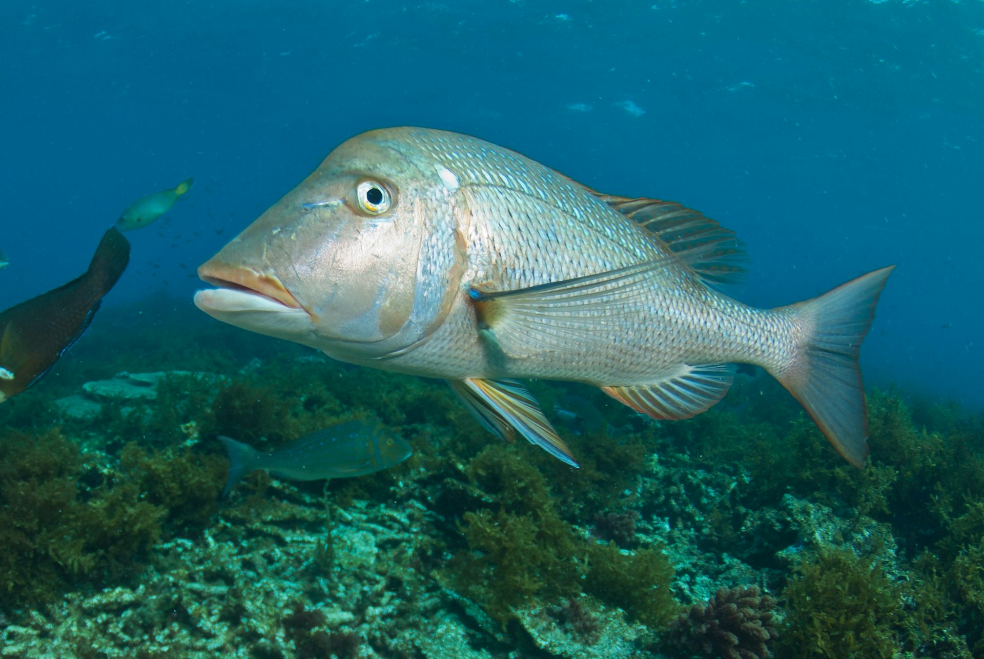 Plummeting fish numbers triggered controversial fishing bans in WA. But no-take zones could benefit fishers