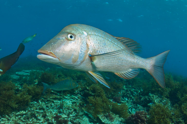 A fish floating above a reef looks closely at the camera.