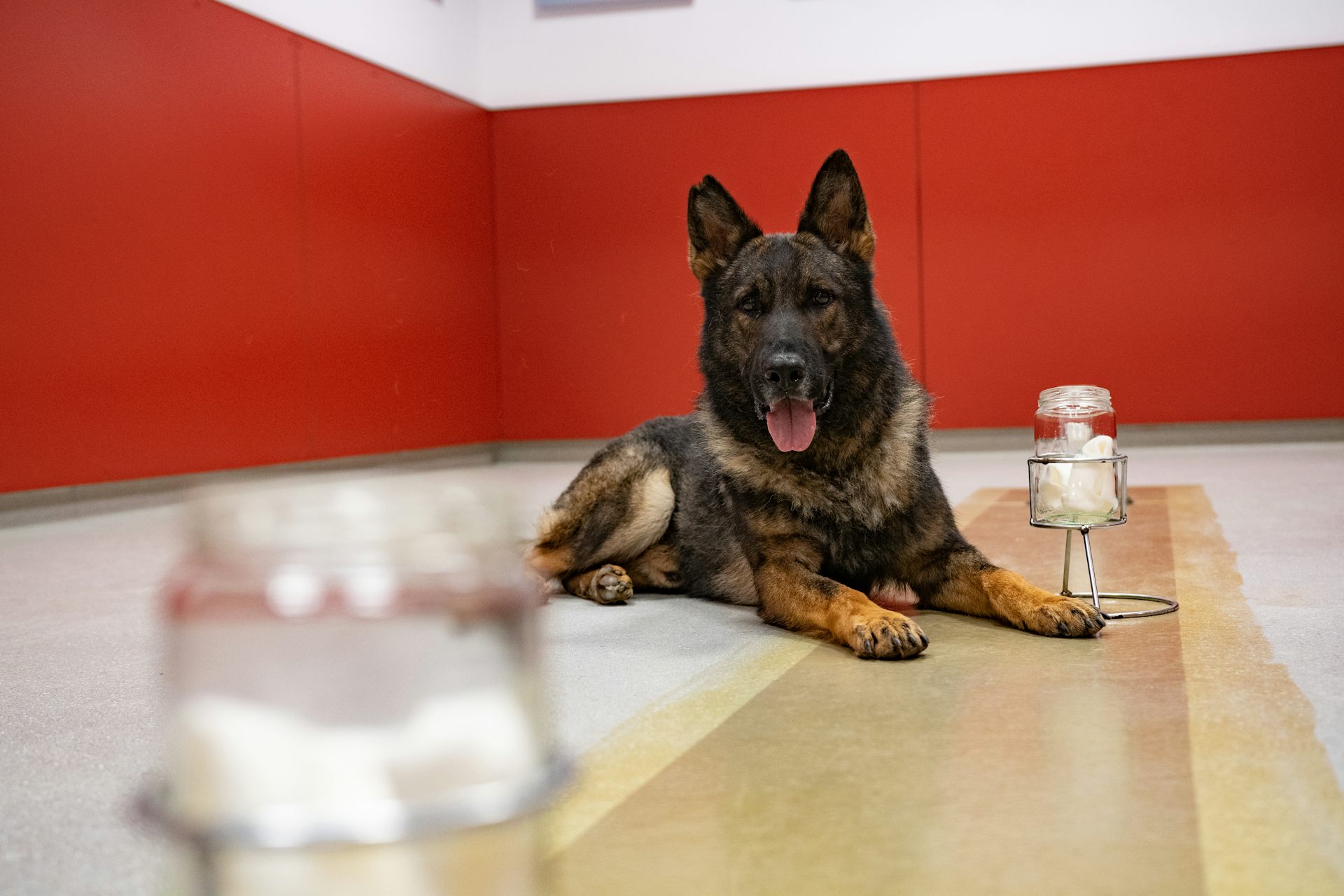 Photographie d'un berger allemand couché à côté d'un bocal contenant une lingette.