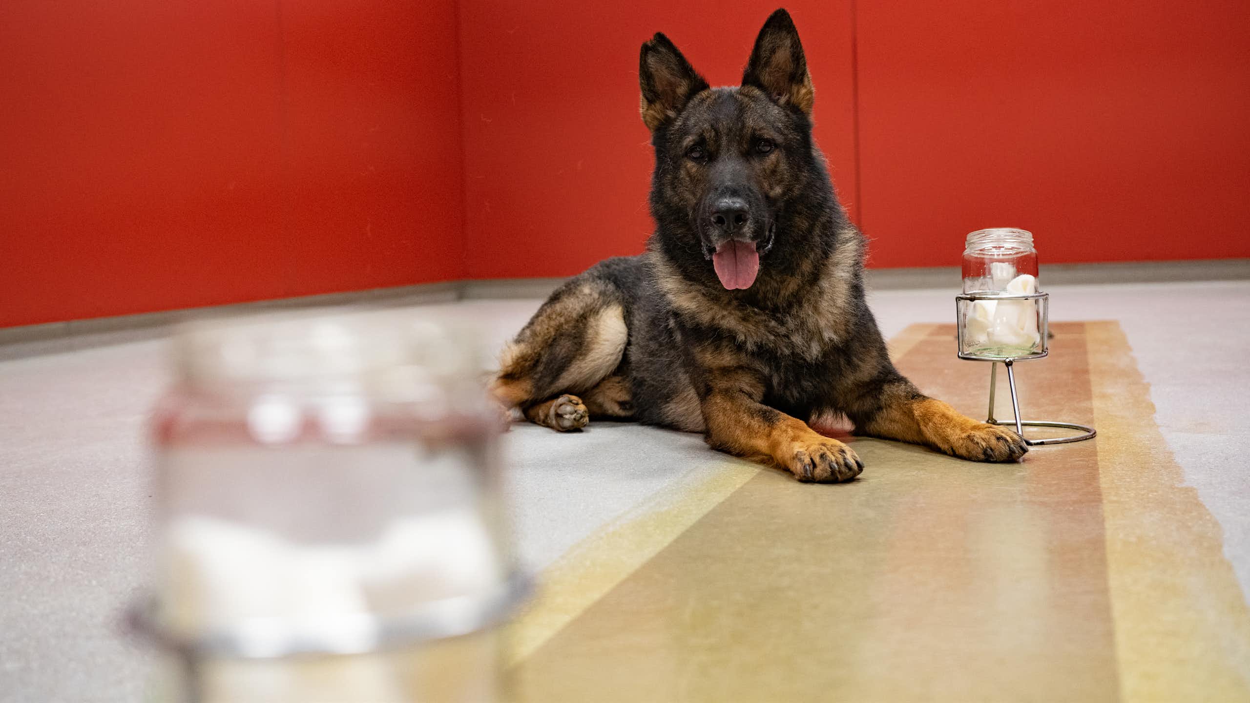 Photographie d'un berger allemand couché à côté d'un bocal contenant une lingette.