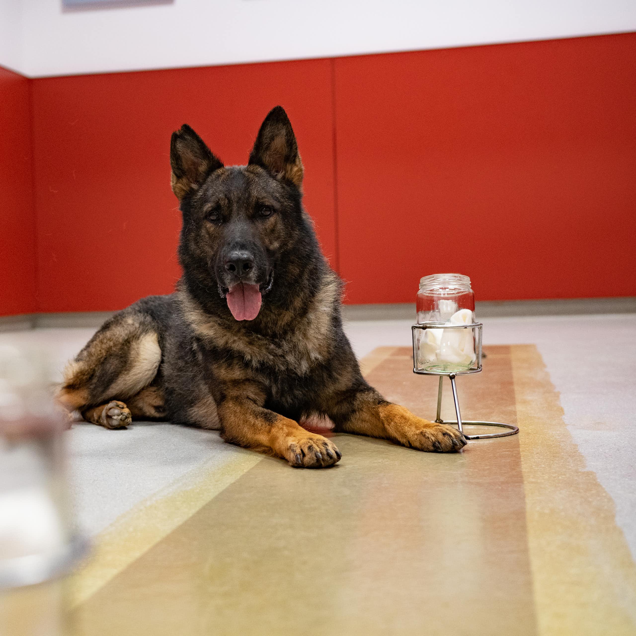 Photographie d'un berger allemand couché à côté d'un bocal contenant une lingette.