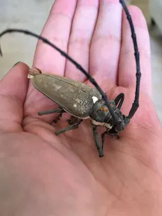 A beetle just over half the width of a human palm with long antennae