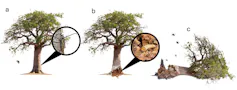A graphic showing beetles laying eggs in the base of a baobab tree trunk, where they eat away at the inside of the trunk, toppling and killing the tree.