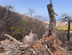 A partial trunk of a tree with tree debris lying all over the ground next to it.