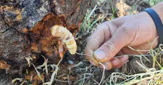 A worm about the size of a man's thumb is seen eating at the inside of a baobab tree trunk.