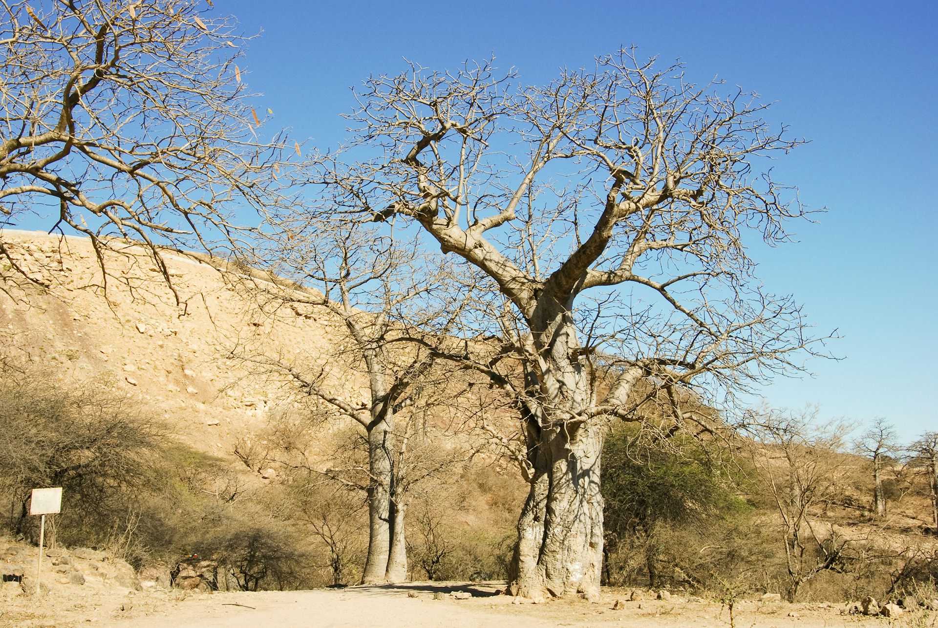 Killer beetles in the baobabs: researcher warns of risk to African