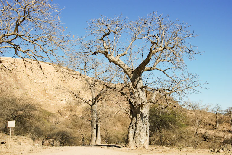 A few giant baobab trees stand in a dry, hilly landscape.