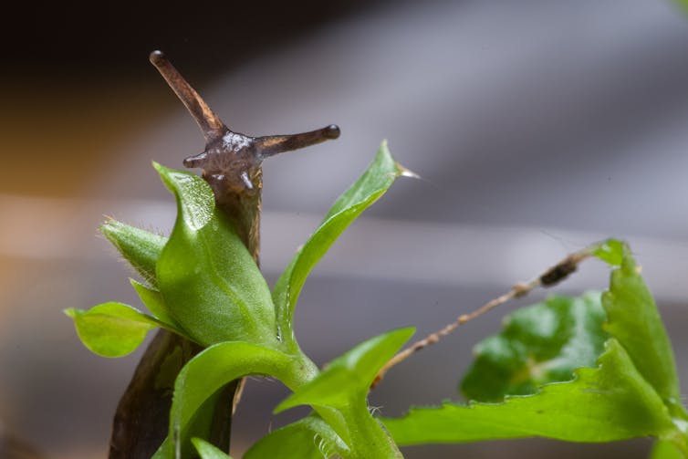 Grey colour slug eating leaf.