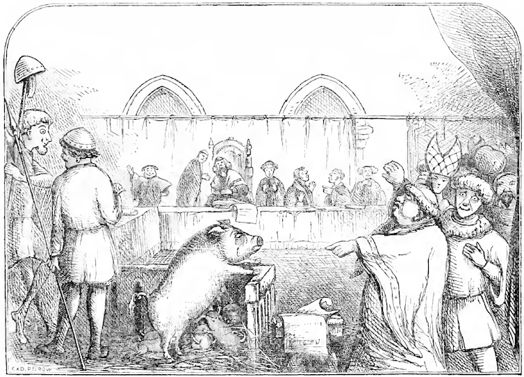 Civil legislation does not like cats, however it does like responsibility 1 file 20260218 56 85b8pc.png?ixlib=rb 4.1