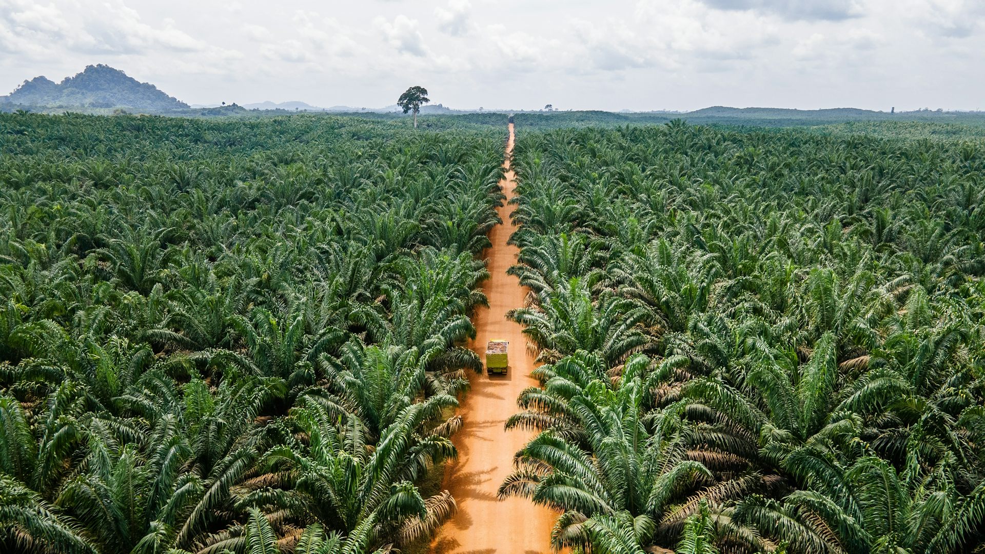 Vue d’un champ de palmiers.