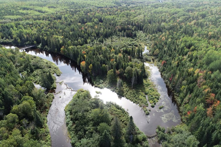 Beaver Dams and Flooding: Science Challenges Legal Claims in Quebec Beaver Dams and Flooding: Science Challenges Legal Claims in Quebec